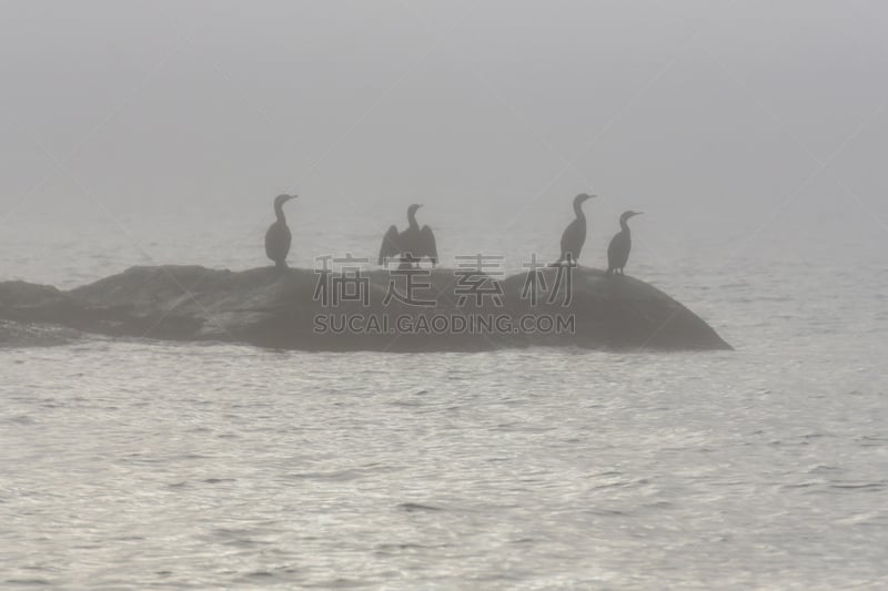 鸟类,马蹄湾,自然,美,公元前,西温哥华,水平画幅,无人,户外,大不列颠哥伦比亚