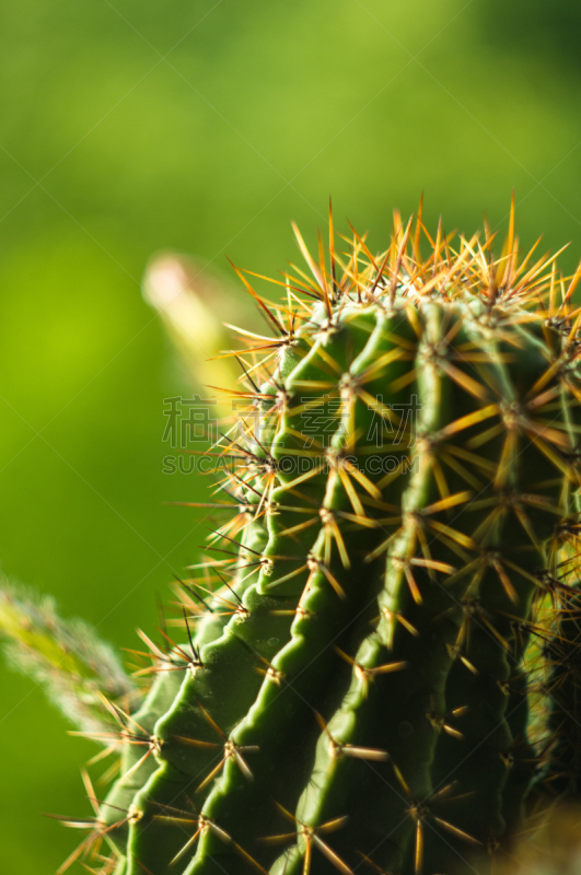 仙人掌,特写,选择对焦,桶仙人掌,阿根廷,沙漠,植物,雌蕊,装管,耙