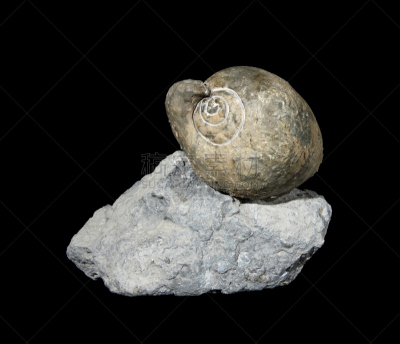 化石,腹足动物,自然,史前时代,水平画幅,圆锥,岩石,海螺,软体动物,石材