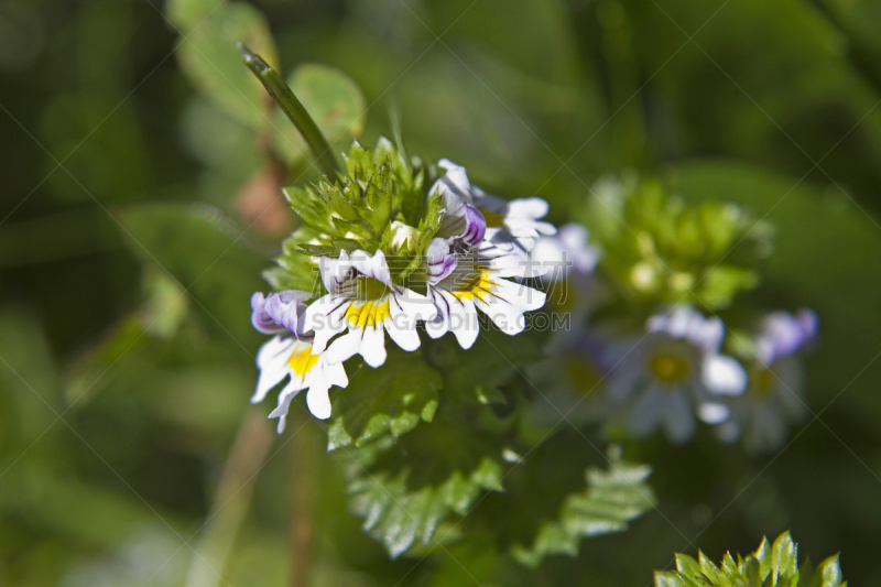 eyebright,植物,水平画幅,无人,花朵,德国,摄影,花