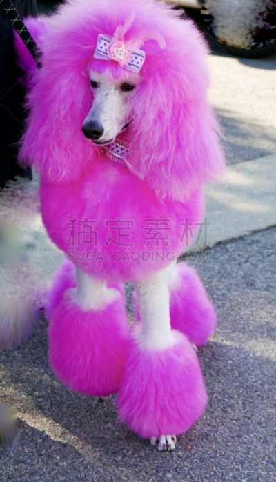 贵宾犬,纯种犬,狗,个人卫生用品,与众不同,动物,理毛行为,标准贵宾犬