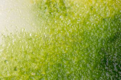 真菌,藻类,大群动物,背景,个性,皮氏培养皿,显微镜,水,生物科技,水平画幅