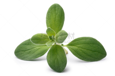 墨角兰,花薄荷属,小路,水平画幅,绿色,无人,清新,普洛旺斯草药,食品,草本