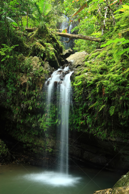 瀑布,鸡尾酒,自然,垂直画幅,水,波多黎各,枝繁叶茂,岩石,无人,El Yunque Rainforest