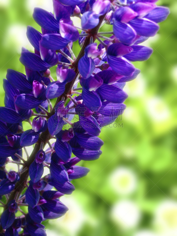 日本,北海道,羽扇豆,垂直画幅,草原,无人,blue-pod lupin,夏天,礼文岛,植物