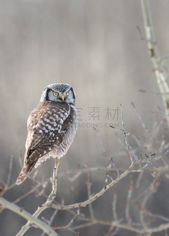 hawk owl,北,垂直画幅,野生动物,无人,猫头鹰,鸟类,观鸟,野外动物,户外