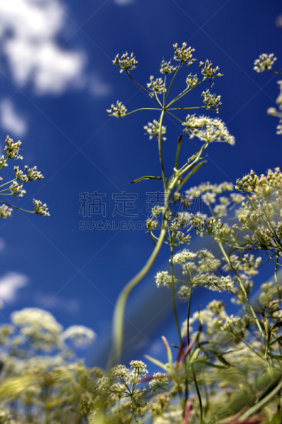 茴芹,田地,土耳其,南,垂直画幅,美,无人,布尔杜尔,夏天,草