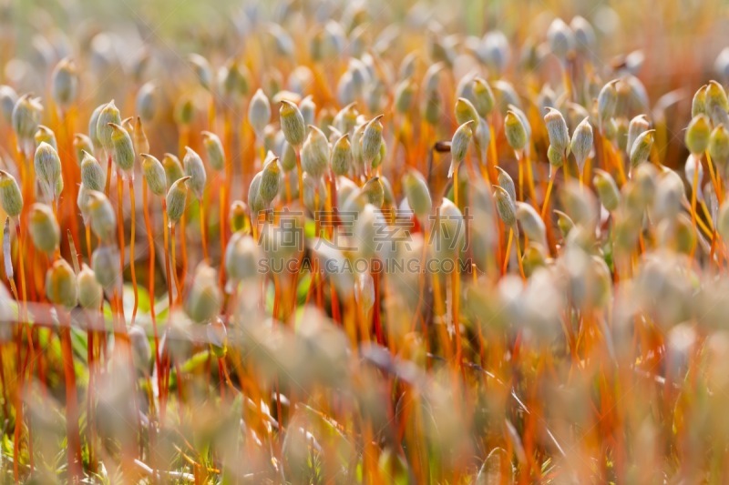 苔藓,特写,森林,自然,褐色,式样,水平画幅,无人,抽象,湿