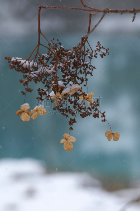 八仙花属,自然,垂直画幅,北盐原,福岛里,地形,无人,日本,福岛县,东亚