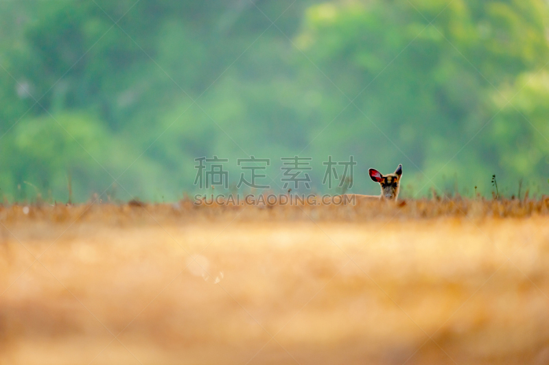 世界遗产,泰国,季节,金色,光,平原,毛冠鹿,夏天,早晨,放松