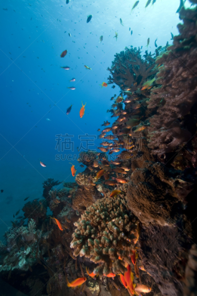 鱼类,海洋,珊瑚,垂直画幅,在下面,水,无人,大西洋,水下,埃及