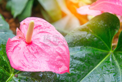 花烛属,火烈鸟,日光,热带鸟,美,水平画幅,夏天,异国情调,室内植物,特写