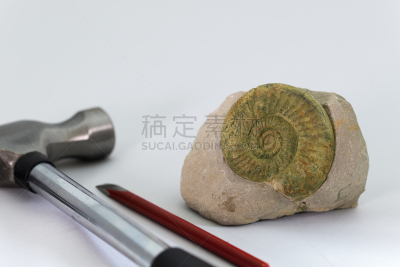 化石,留白,锤子,水平画幅,贝壳,无人,石材,考古学,白色,钉子