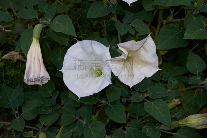 angel's 喇叭,芳香的,水平画幅,无人,夏天,户外,特写,花蕾,白色,植物