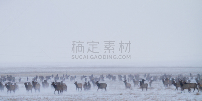 驼鹿,泰頓村,杰克森,杰克逊,杰克逊霍尔,提顿山脉,怀俄明,水平画幅,雪,野外动物