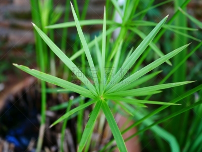 植物,纸莎草,绿色,华丽的,莎草纸,泰国,枝繁叶茂,草,流水,园林