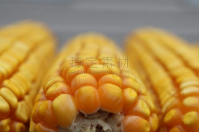 老玉米,特写,农业,蔬菜,食品,熟的,加拿大,玉米,户外,圆形