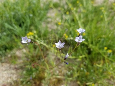 花荵科,约书亚树,星星,国家公园,植物学,莫哈韦沙漠,灵性,浪漫,野生动物,加利福尼亚