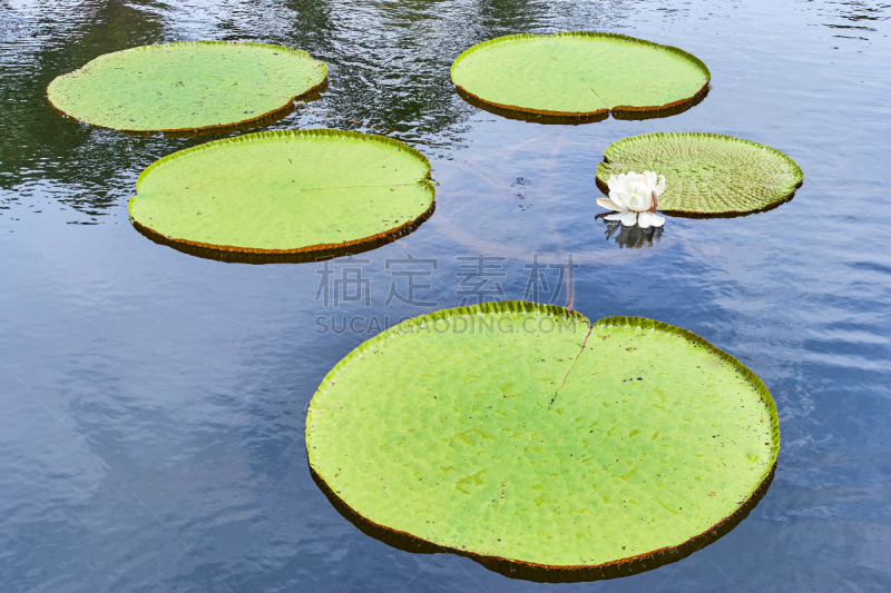 水,巨大的,百合花,王莲,美,水平画幅,睡莲,巴厘岛,无人,夏天