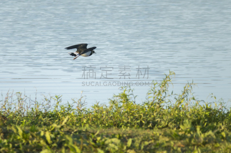 麦鸡亚科,自然,野生动物,水平画幅,地形,无人,鸟类,野外动物,户外,喙