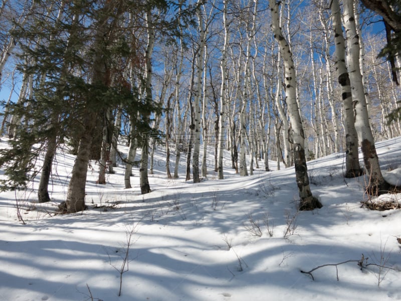 圣丹斯,户外,冬天,宁静,山脉,瓦萨屈山脉,白杨类,粉末状雪,雪山,白桦