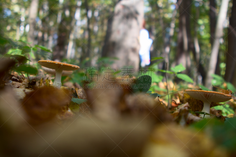 森林,蘑菇,鹅膏菌,美,水平画幅,苔藓,生食,夏天,户外,生物学