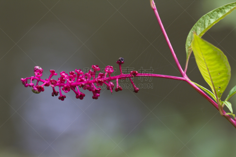 美洲商陆,植物群,自然,留白,水平画幅,绿色,无人,浆果,夏天,户外