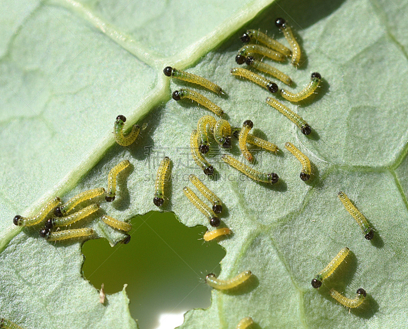 毛虫蝴蝶 毛虫蝴蝶图片 毛虫蝴蝶素材下载 稿定素材