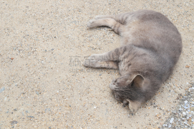 猫,动物,派克大街,灰色,水平画幅,仿旧磨损的效果,蓝色,日本,猫科动物