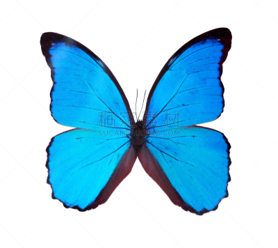 蓝色,白色背景,分离着色,蝴蝶,自然,水平画幅,小的,mariposa grove,斑点,节肢动物