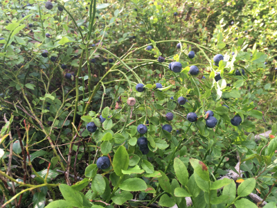 蓝莓,自然,水平画幅,无人,生态旅游,蓝色,浆果,户外,素食,俄罗斯