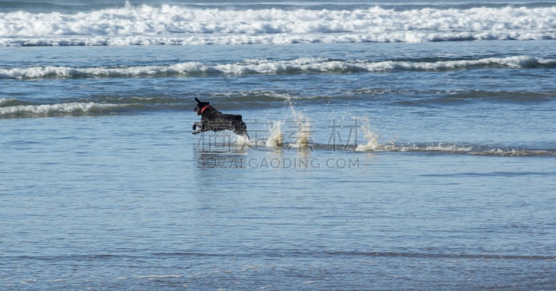 罗威纳犬,狗,海滩,奥勒冈海滨,水平画幅,2015年,太平洋,黑色,犬科的,追击