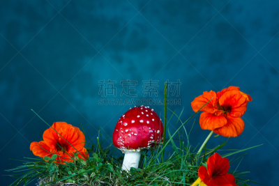 蘑菇,毒蝇菇,伞形毒菌,自然,红色,水平画幅,无人,特写,花瓣,花