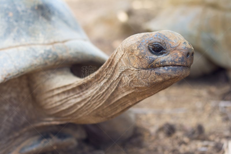 巨大的,特写,龟,灰色,plowshare angonoka tortoise,罗德里格斯岛,龟壳,毛里求斯,马达加斯加,海龟