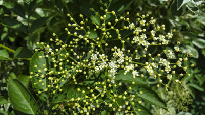 花蕾,接骨木树,自然,黑接骨木,水平画幅,无人,欧洲,夏天,野生植物,野花