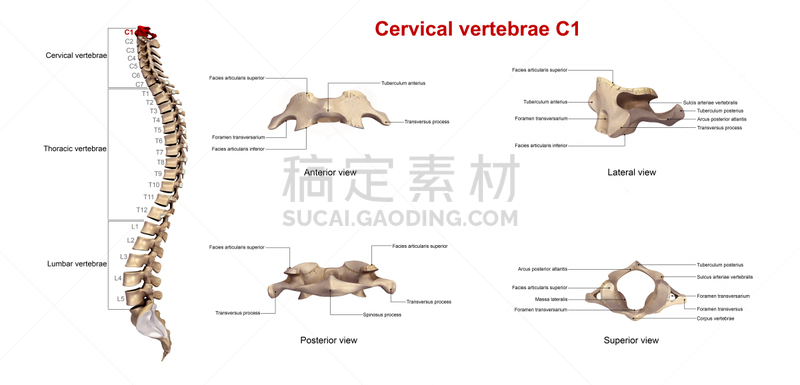 标签,动物脊椎骨,c1,溴化六氢季胺,雪佛兰c7,颈椎,脊椎,英文字母c,数字6,脊柱