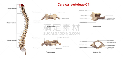 标签,动物脊椎骨,c1,溴化六氢季胺,雪佛兰c7,颈椎,脊椎,英文字母c,数字6,脊柱