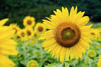 向日葵,common sunflower,水平画幅,无人,夏天,户外,泰国,明亮,田地,植物
