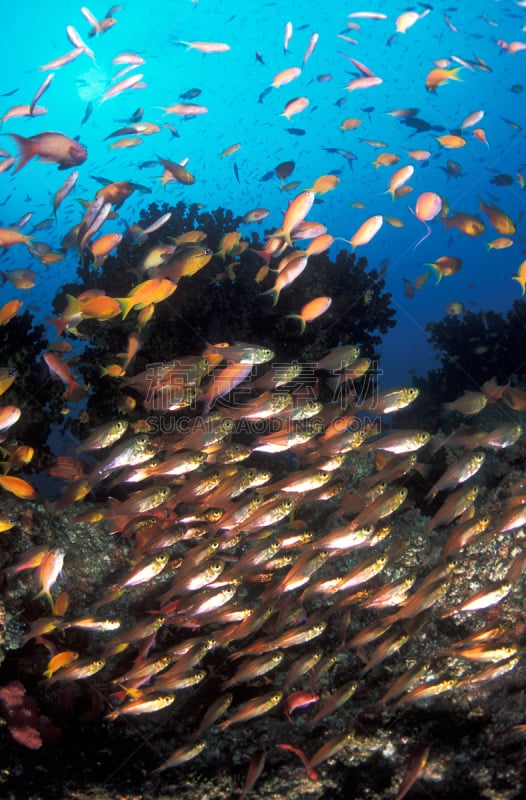 热带鱼,群,垂直画幅,丝鳍拟花鮨,anthias fish,无人,黄色,俾格米族,水下,动物习性