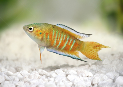水族馆,鱼类,鸡尾酒,水,水平画幅,海产,淡水,动物鳍,鱼缸,彩色图片