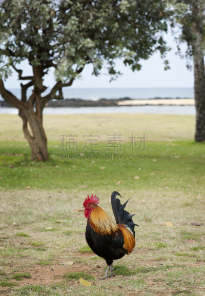 海滩,公鸡,自然,垂直画幅,无人,蓝色,家禽,鸟类,太平洋岛屿,热带树