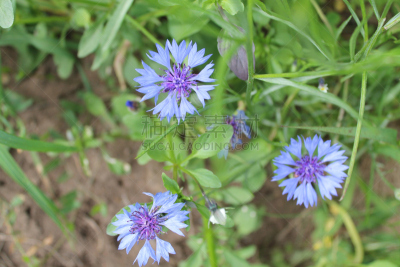 花冠,金花菊,光晕,矮牵牛花,花序,大丽花属,观赏草,月桂花冠,万寿菊,室内设计师