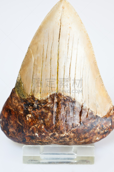 动物牙齿,鲨鱼,生物学,过去,巨鲨,野生动物,已灭绝生物,动物,动物骨骼,背景