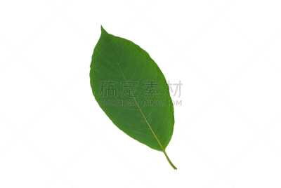 泰国,叶子,白色背景,草本,分离着色,替代疗法,辅导讲座,芳香的,水平画幅
