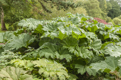 被子植物根乃拉草,叶子,自然,水平画幅,绿色,无人,巨大的,夏天,户外,湖