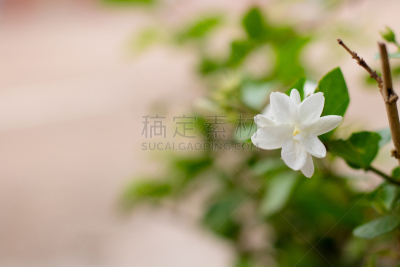 留白,白色,式样,叶子,早餐,背景虚化,一个物体,树,花,写