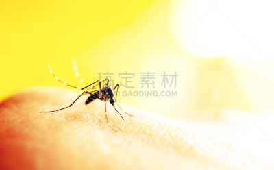 蚊子,吸血动物,自然,水平画幅,人,登革热,疟原虫,昆虫,寄生的,咬