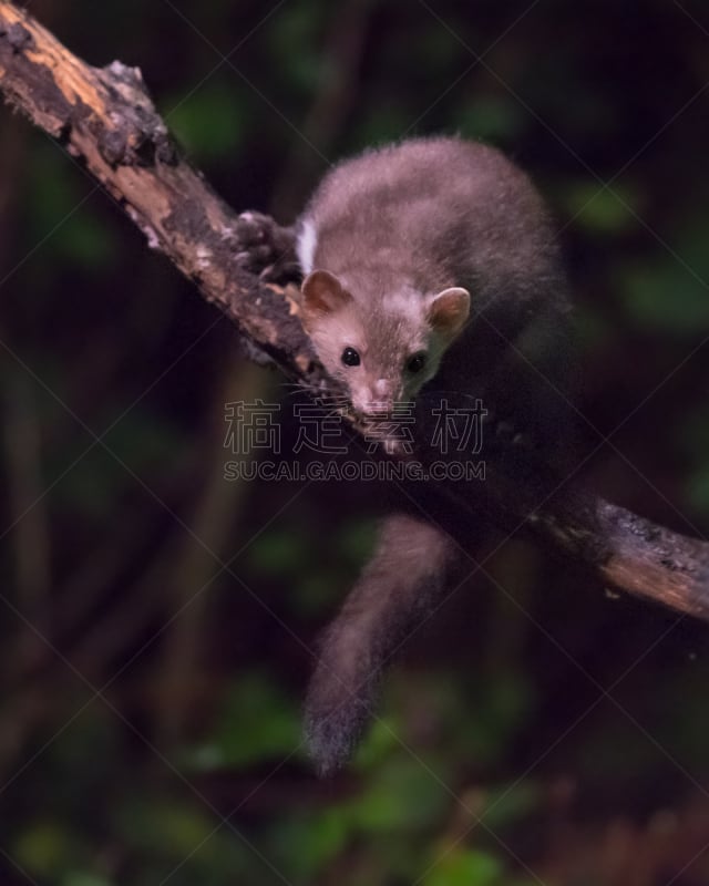 夜晚,枝,石貂,暗色,波兰,法国,野生动物,肖像,一个人,敏捷