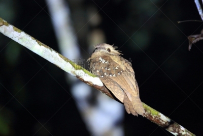 婆罗洲岛,沙巴州,马来西亚,达浓谷地,巨大的,自然,美,danum valley conservation area,野生动物,水平画幅