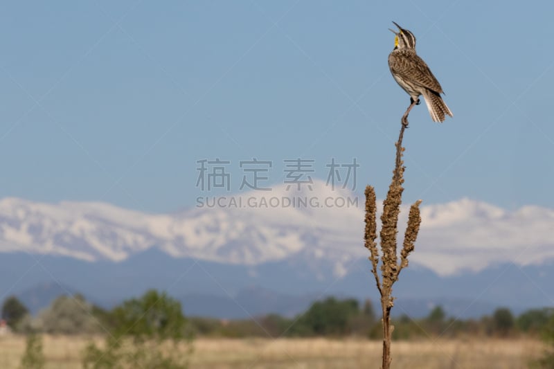 草地鹨,洛矶山脉,美国,水平画幅,无人,埃文斯山荒野地,户外,北美歌雀,唱,摄影